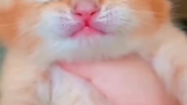 shorts cat meme & kitten ( tik tok video ] - funny cats meow baby cute compilation [ cat cash home