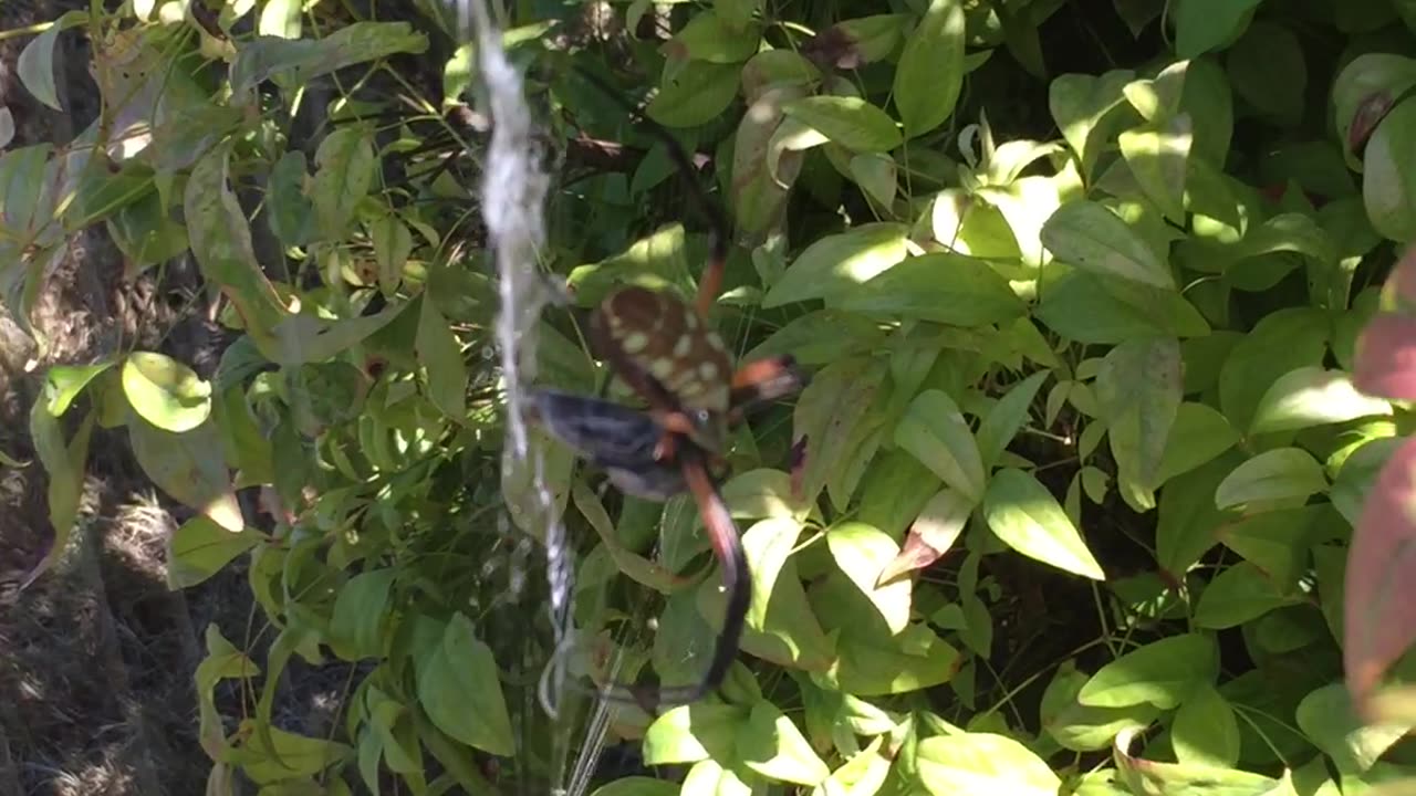 My Banana spider needs JUICE