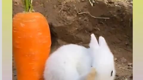 Cute rabbit eating carrot .