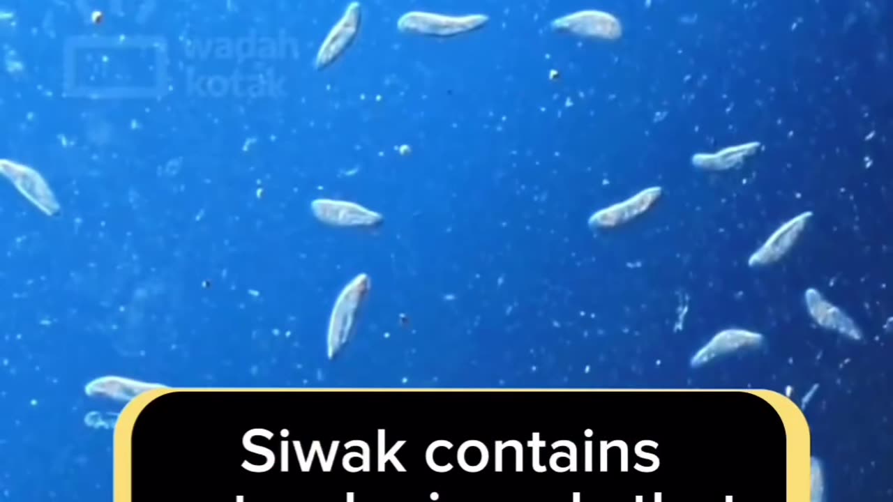 Miswak/Siwak