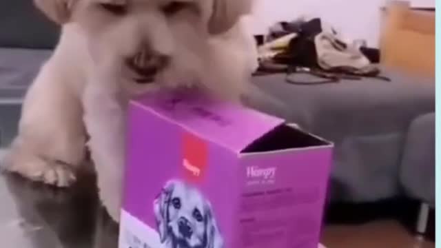 CUTEST DOG TAKES MONEY!