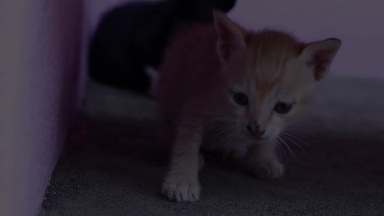 Little Cat