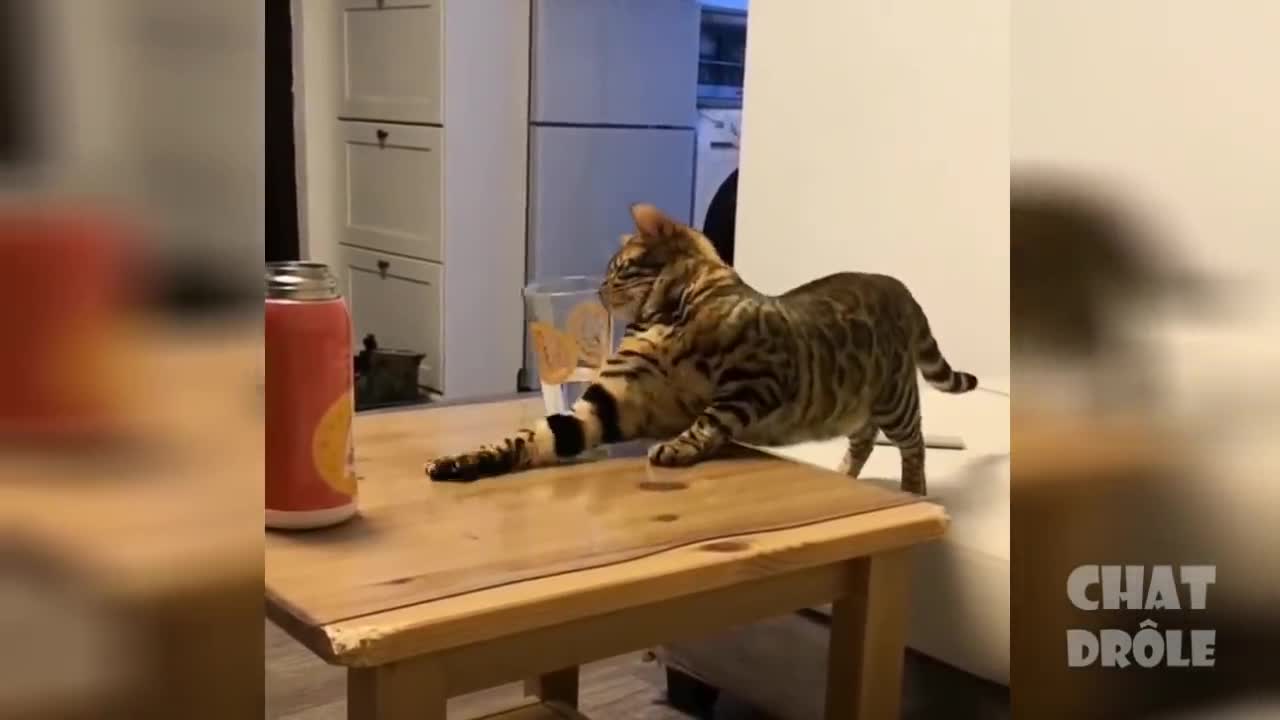 SO CUTE CATS FUNNY MOMENT😍😍😍