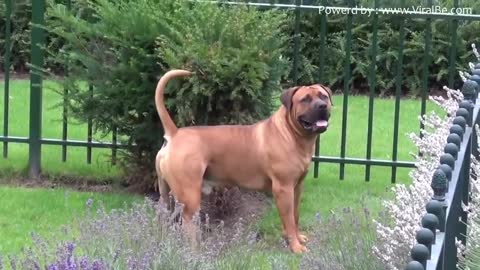 Most Dangerous Dogs in The World | Top 10 Most Dangerous Dogs