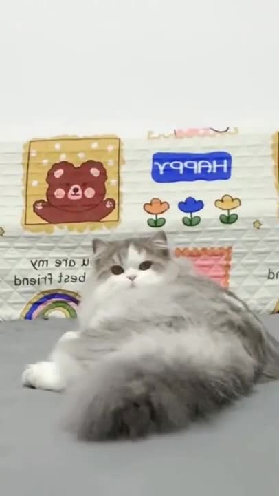 Funny cat 😃 || #short #shorts #video #cats #cats #lovers #funny #videos #meowing #tv #sounds