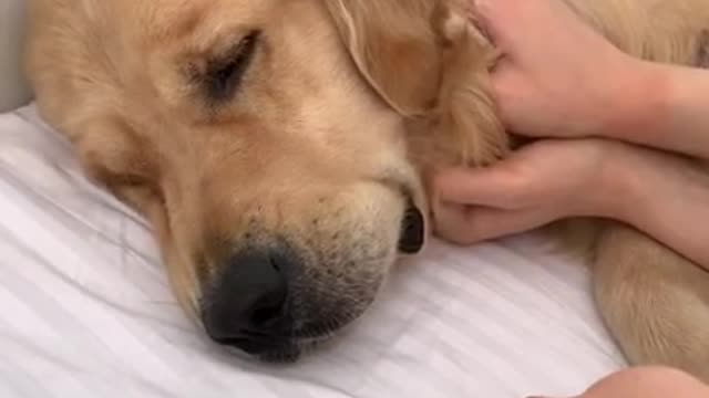 How my golden retriever wakes me up..