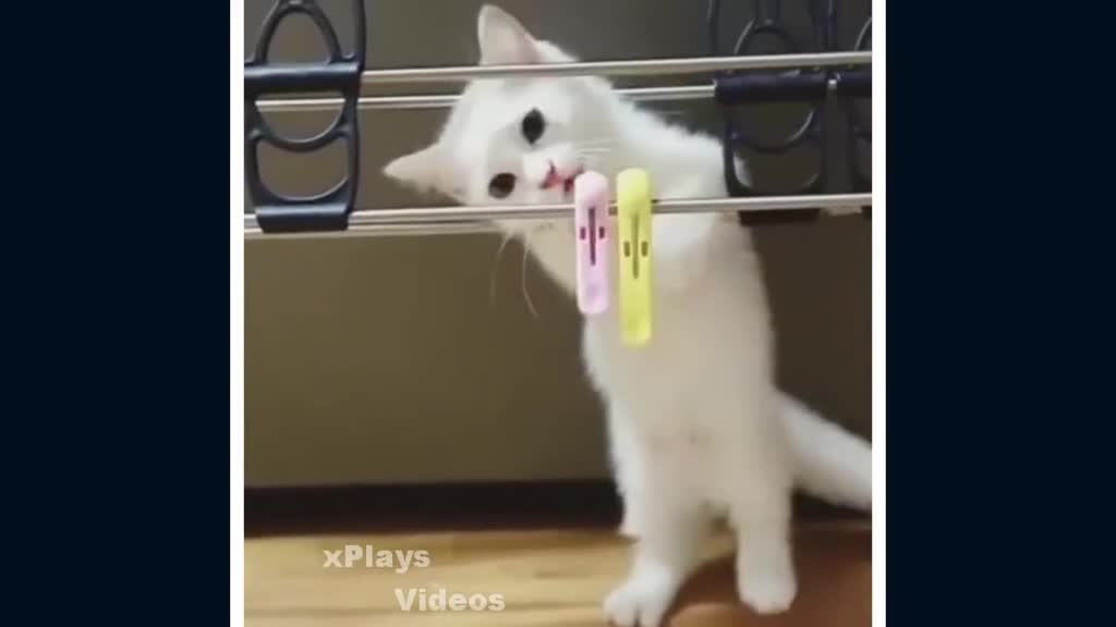 cute cats # 1