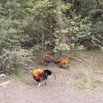 Wild chicken in NZ