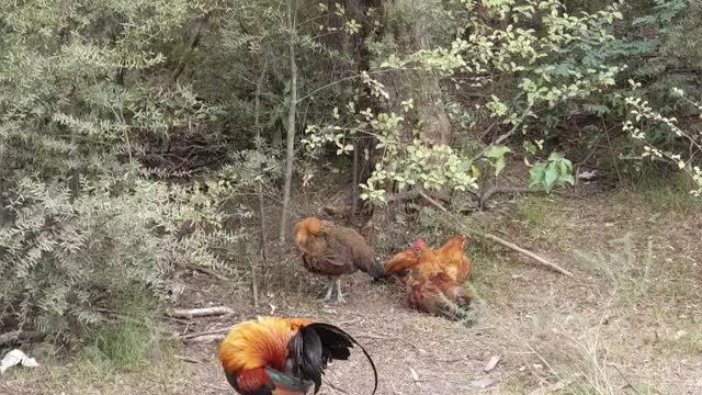 Wild chicken in NZ