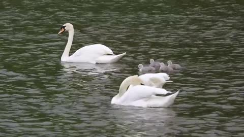 Cisnes Bebê Bonito