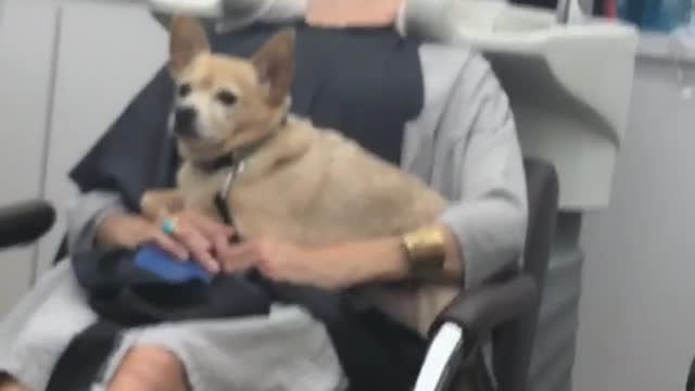 Dog in lap of woman at salon hair wash