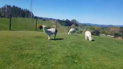 Experience feeding alpaca