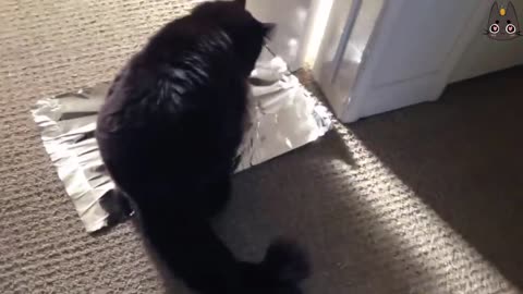 Cats vs Tin Aluminium Foil Video Compilation