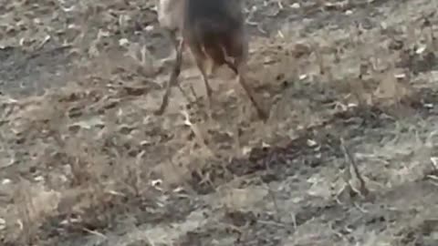 Deer