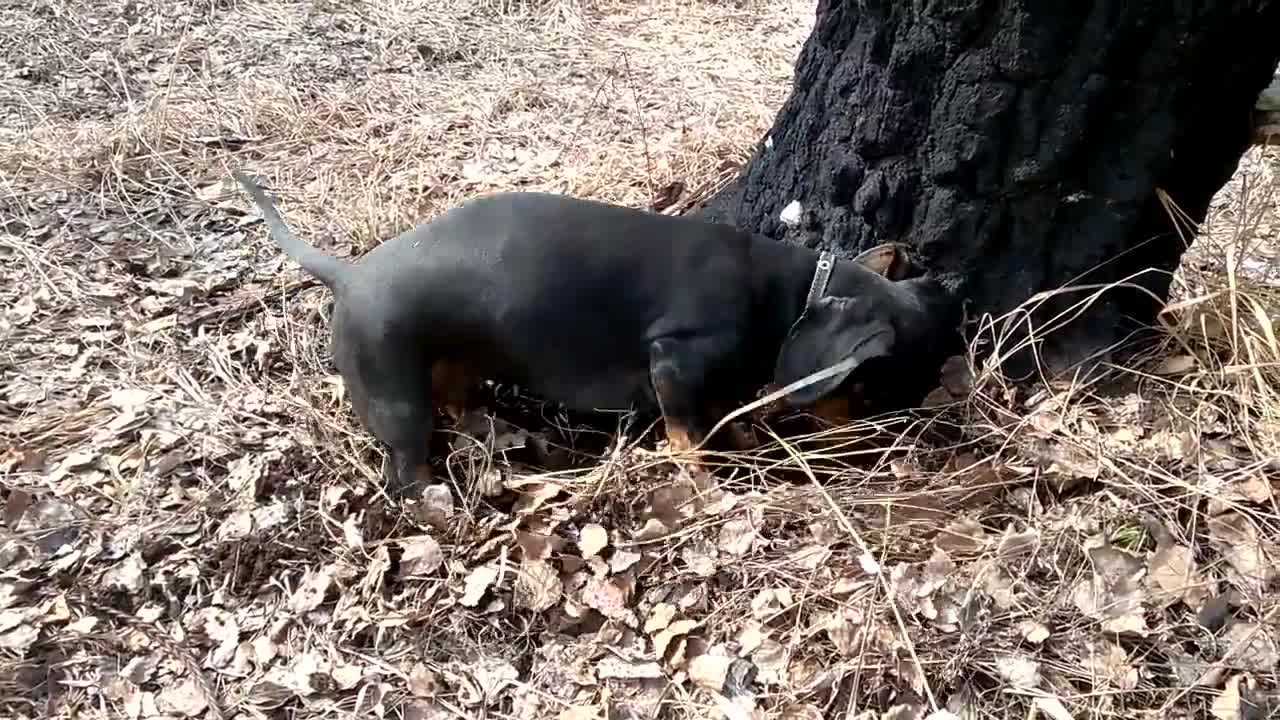 The dog is actively digging the ground. But for what?