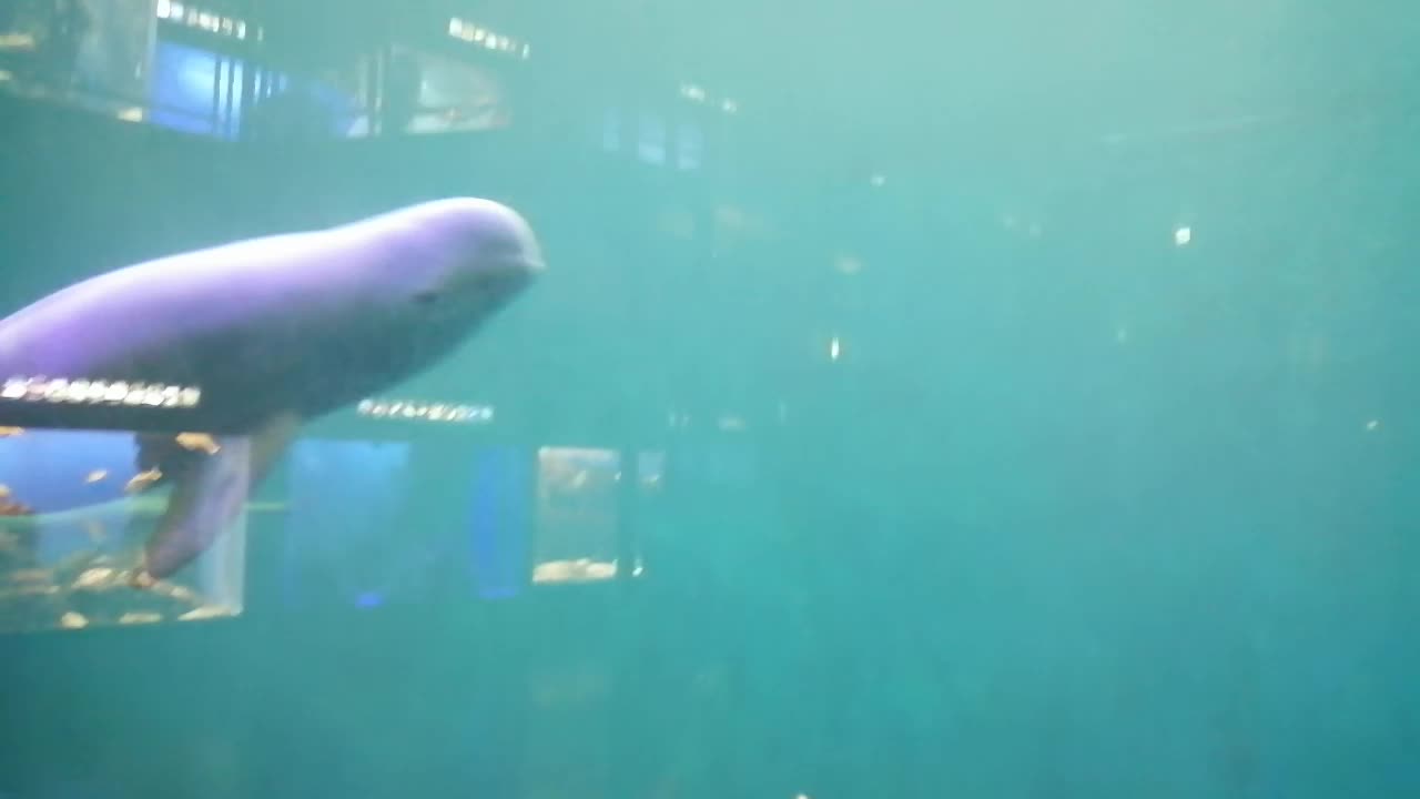 Aren't they dancing?