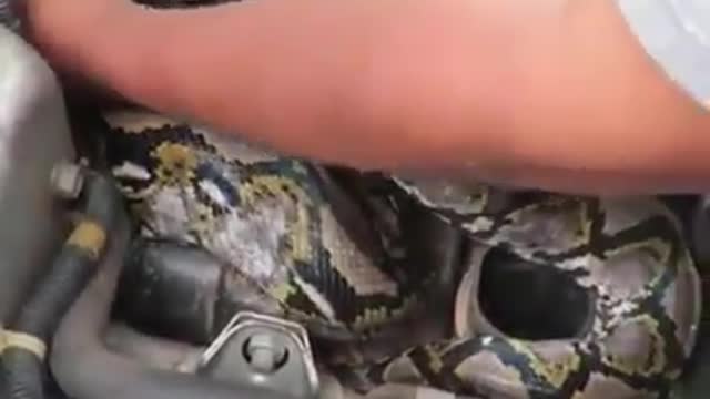 snake on car dashboard
