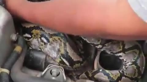 snake on car dashboard