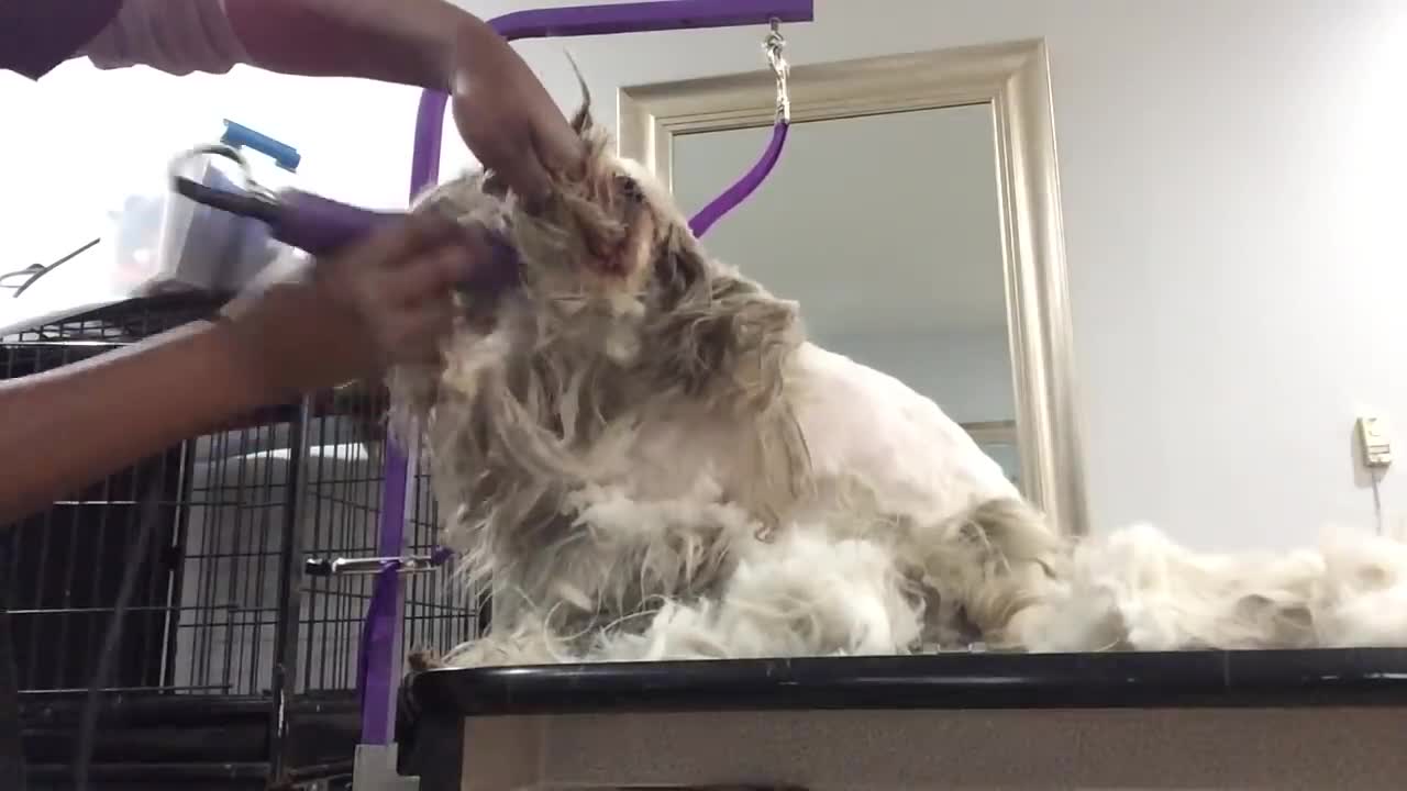 How to groom a dog that is very matted