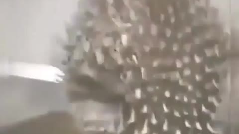 This is a beautiful and charming water-dwelling species