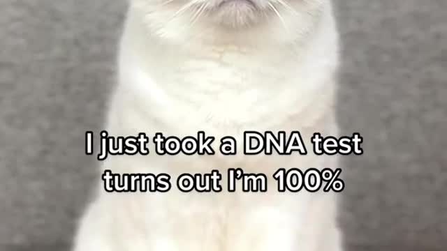 my cat