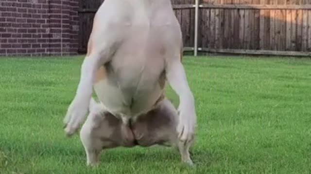 Funniest and Cutest Dog Training New