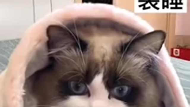 Funny cat video 11