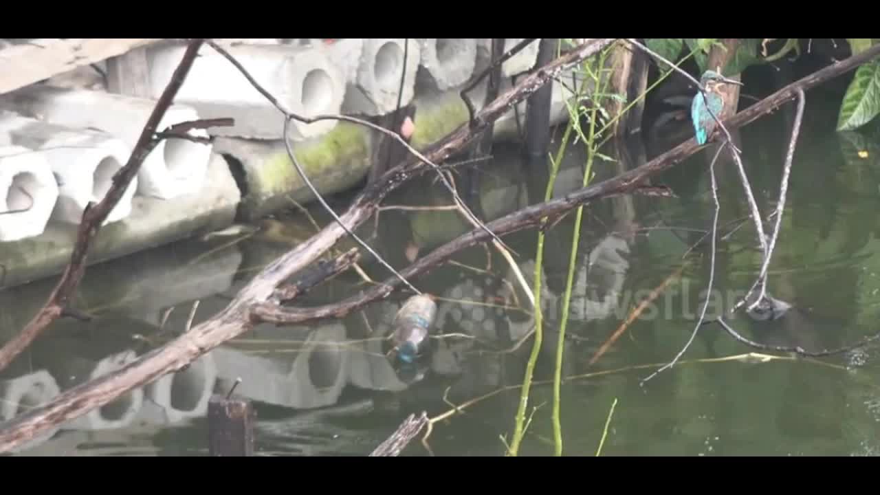 A kingfisher bird catches and tries to eat a small fish during a rain storm at a pond in Thailand.