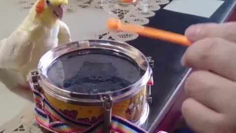 parrot knocking on the drum