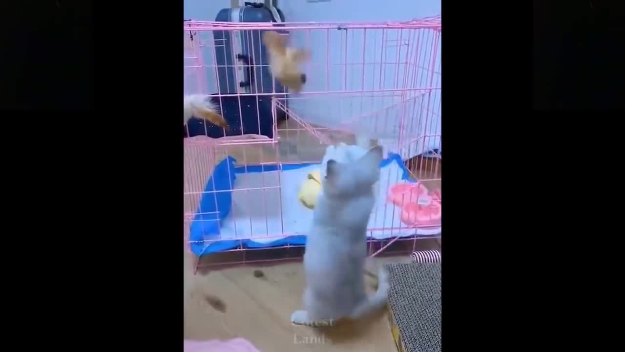 Cute and Funny Animals Video Compilation 3