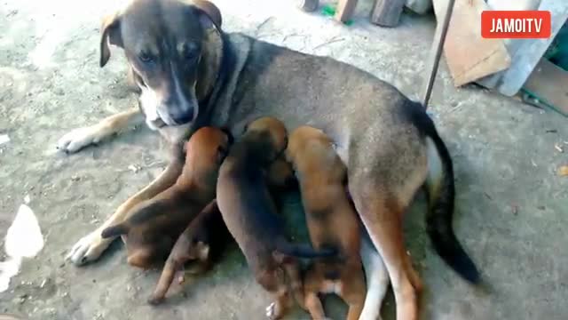 Funny Animal videos:Puppy-s feeding time