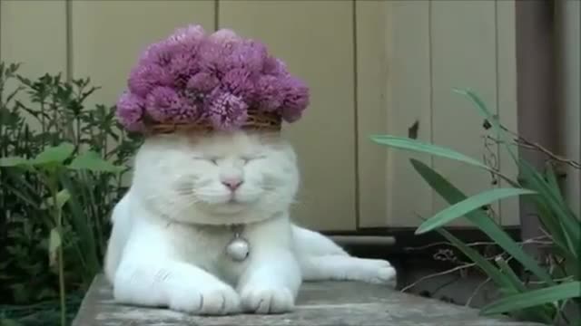Amazingly trained cats