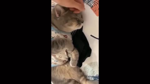 Funny Animal Compilations #6
