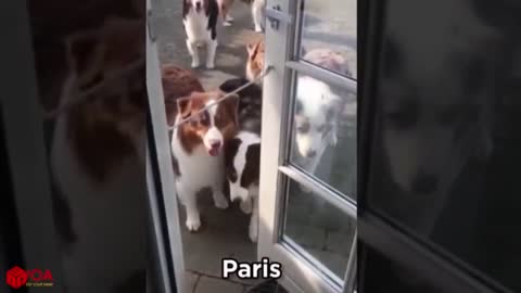 AMAZING ! Smart Dogs Wait For Their Names To Be Called | Funny Pets Compilation