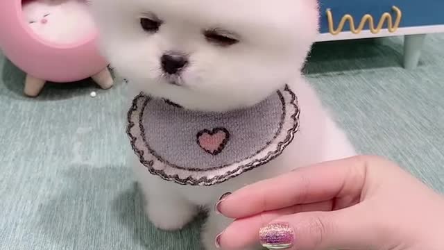 So Cute dog video