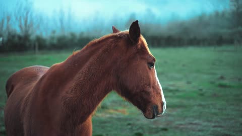 VERY BEAUTIFUL HORSE