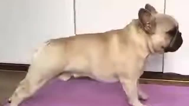 Yoga Dog