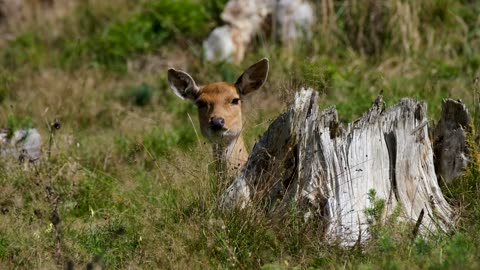Cute deer
