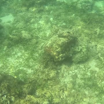 Snorkeling Adventure: Witnessing New Corals Bloom on the Reef