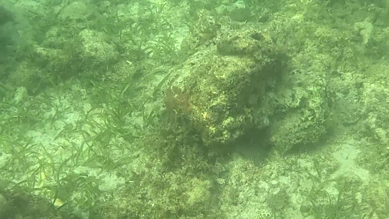 Snorkeling Adventure: Witnessing New Corals Bloom on the Reef