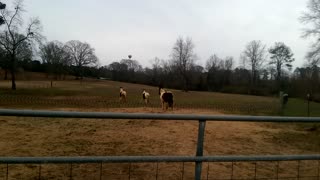 Gypsy Horses and the Balloon