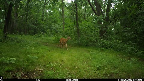 Fawn cavorting