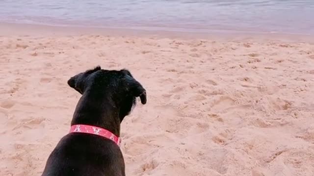 Lite Dog Black 🐕🐕🐕