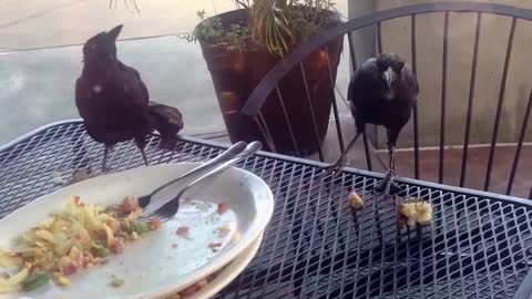 Funny bird tosses food container off table