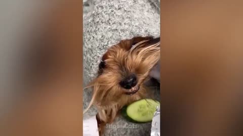 cat scare of cucumber