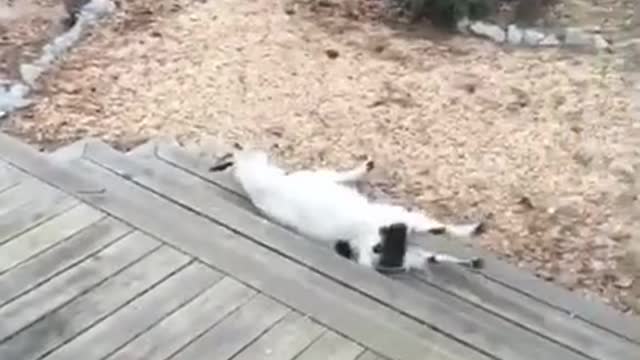 funny video of goat getting frightened by owner