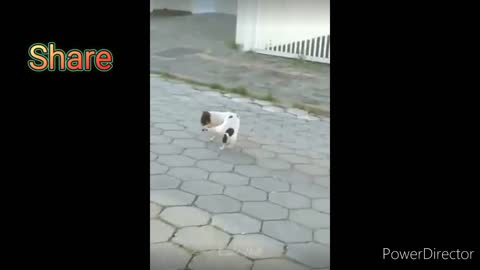 Cat funny videos 😂😂