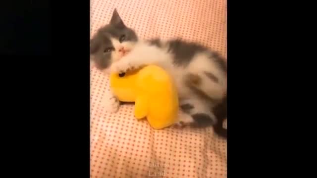 💗Cute And Funny Pets | Try Not To Laugh To These Pets Compilation #7💗 Cutest Lands