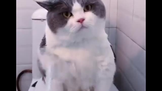 AWW Animals SOO Cute! Videos Compilation cutest and funniest moment of the animals #3