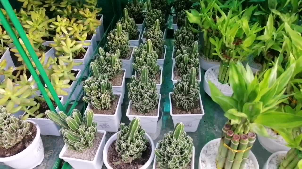 Cactus and Succulents show